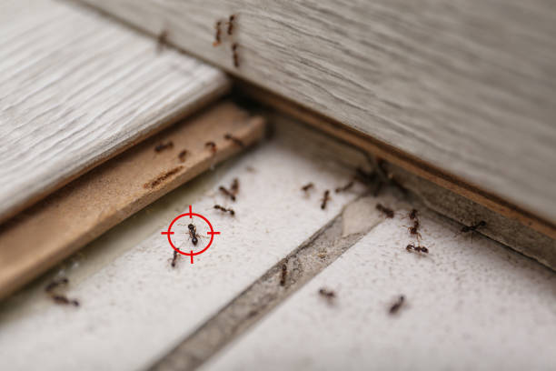 Best Pest Removal Services  in Fifth Ward, LA