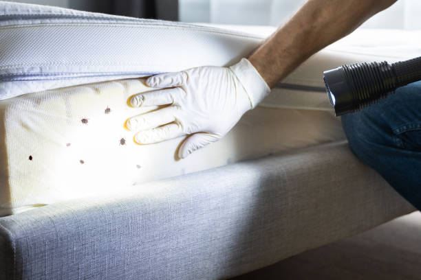 Wasp Removal Services in Fifth Ward, LA