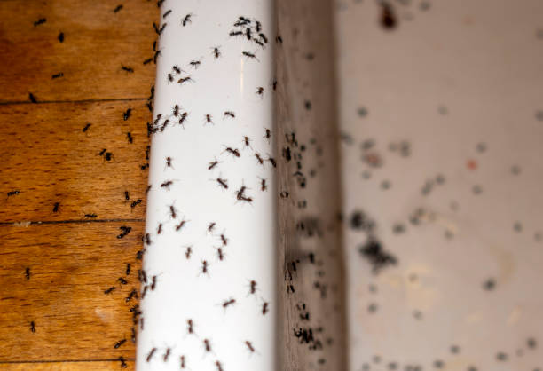 Best Best Pest Control Companies  in Fifth Ward, LA